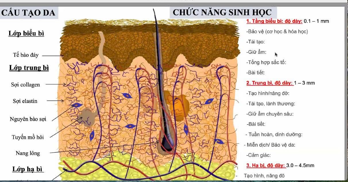 GIẢI PHẪU HỌC LÀN DA: Hiểu da để chăm sóc đúng cách